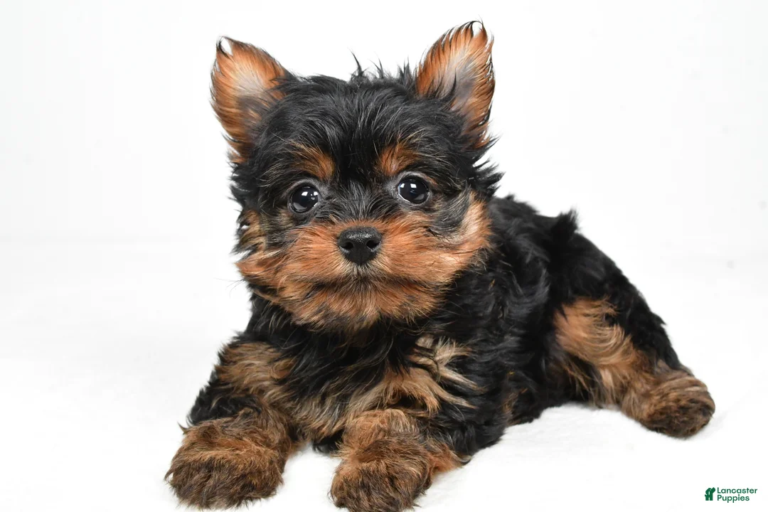 Yorkshire Terrier dogs for sale: Heidi - Ad 1