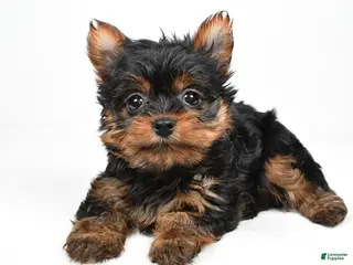 Yorkshire Terrier dogs Heidi - Ad 42