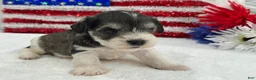 Miniature Schnauzer dogs for sale: Marsha Female 1 - Ad 5