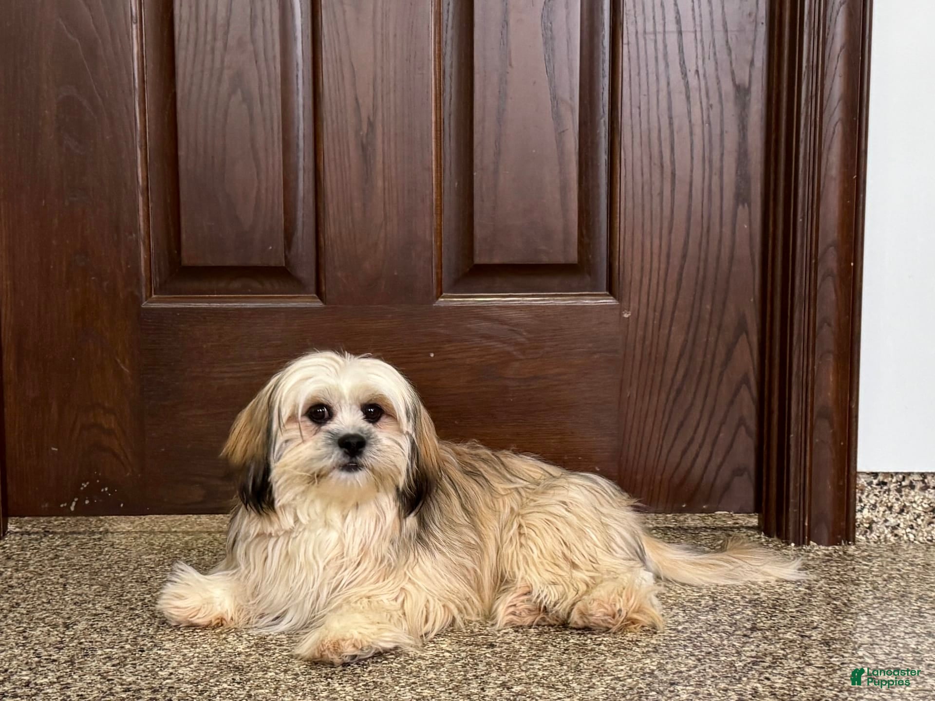 Lhasa Apso dogs Heather - Ad 7