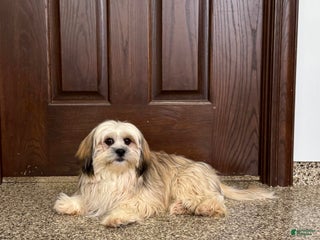 Lhasa Apso dogs Heather - Ad 7
