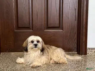 Lhasa Apso dogs Heather - Ad 10