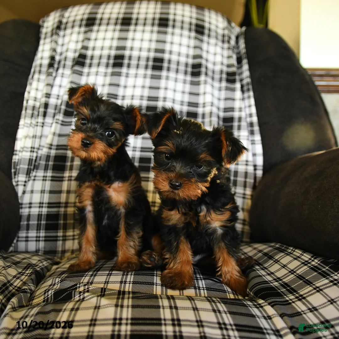 Yorkshire Terrier dogs for sale: Timmy - Ad 5