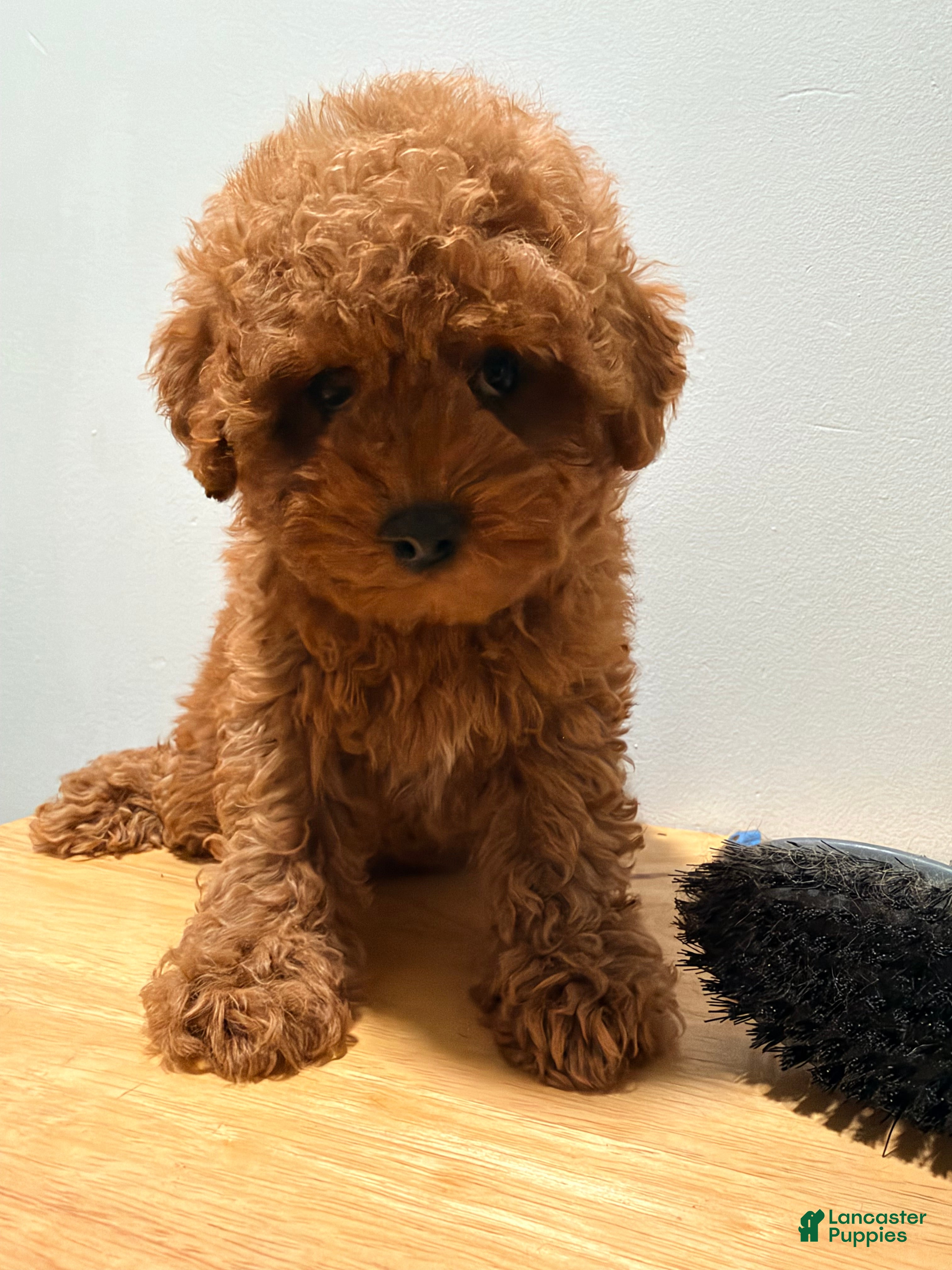 Toy Poodle dogs for sale: Toy Poodle 3 - Ad 2