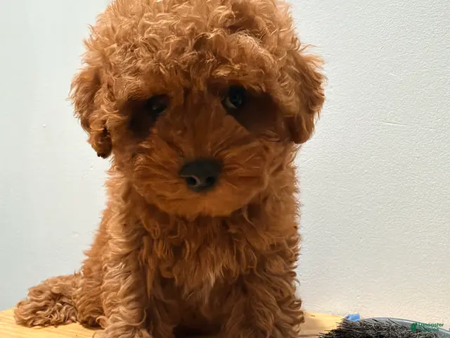 Toy Poodle dogs for sale: Toy Poodle 3 - Ad 2