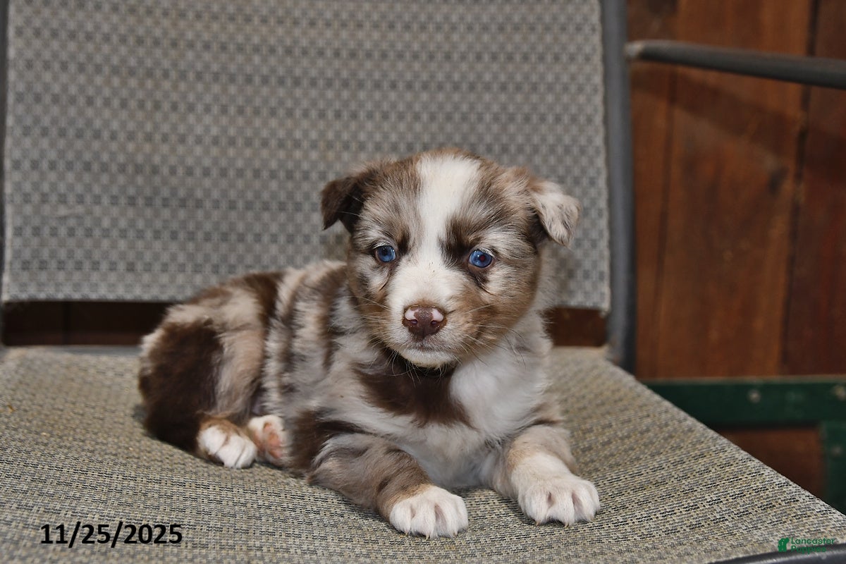Australian Shepherd dogs Ollie - Ad 1