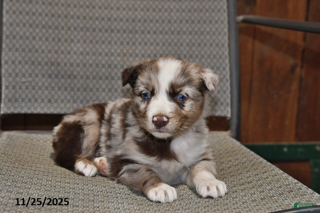 Australian Shepherd dogs for sale: Ollie - Ad 1
