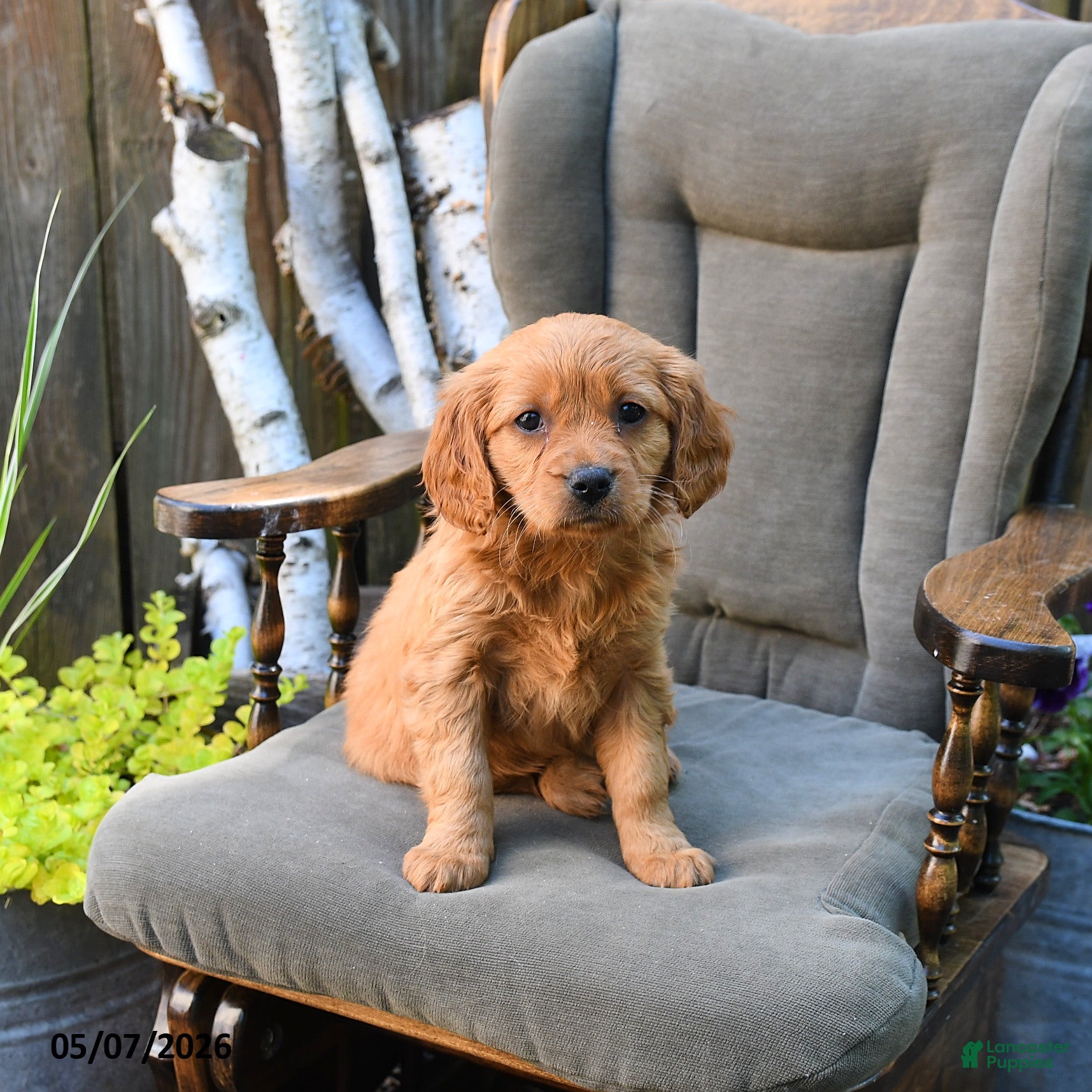 Miniature Golden Retriever dogs Eileen - Ad 2