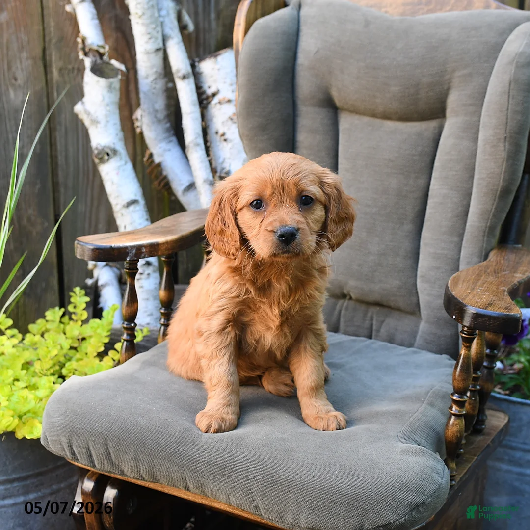 Miniature Golden Retriever dogs for sale: Eileen - Ad 2