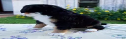Bernese Mountain Dog dogs for sale: Sandra - Ad 3