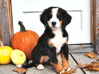 Bernese Mountain Dog dogs - Ad 1