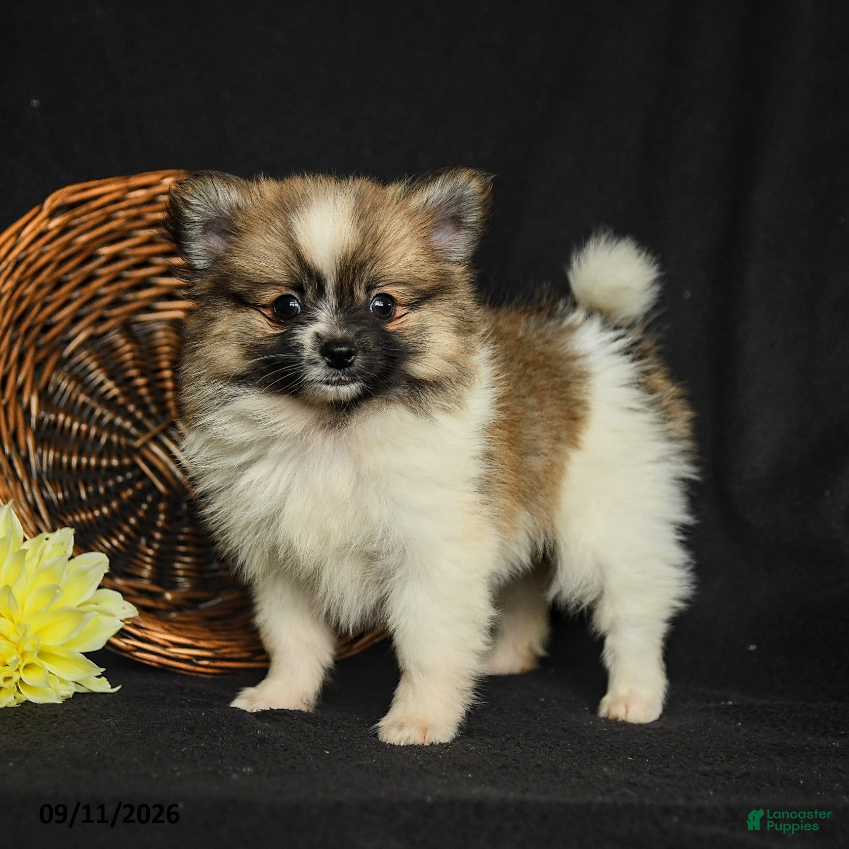 Pomeranian dogs Logan - Ad 1