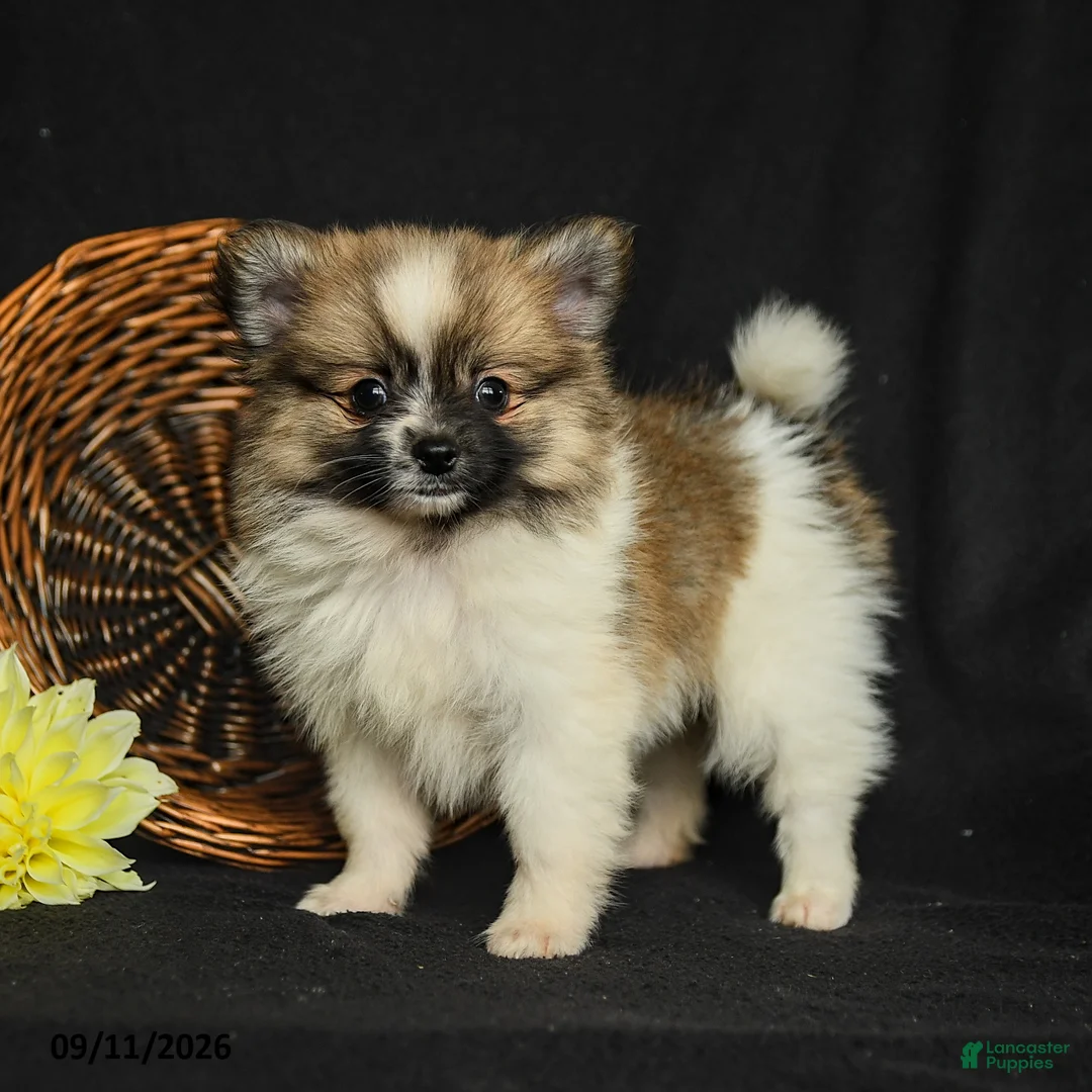 Pomeranian dogs for sale: Logan - Ad 1