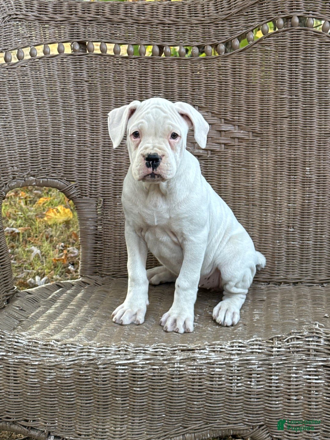 Boxer Puppy for sale in Newton Falls Lancaster Puppies