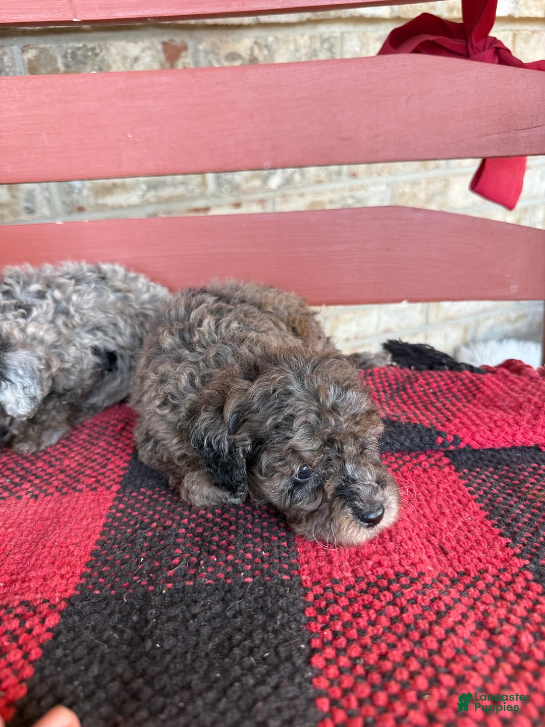 Mini Aussiedoodle dogs for sale: Moose - Ad 4