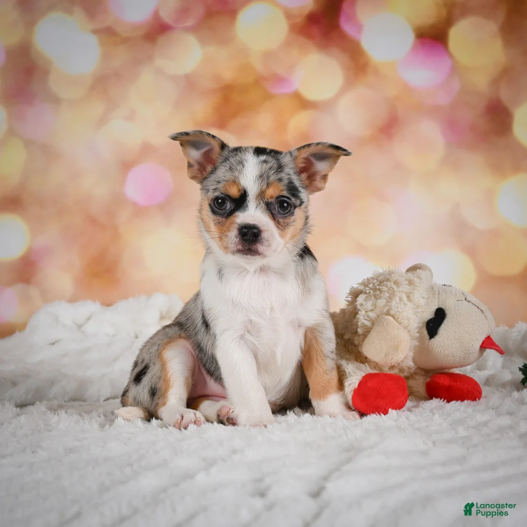 Chihuahua dogs for sale: Beatrix - Ad 1