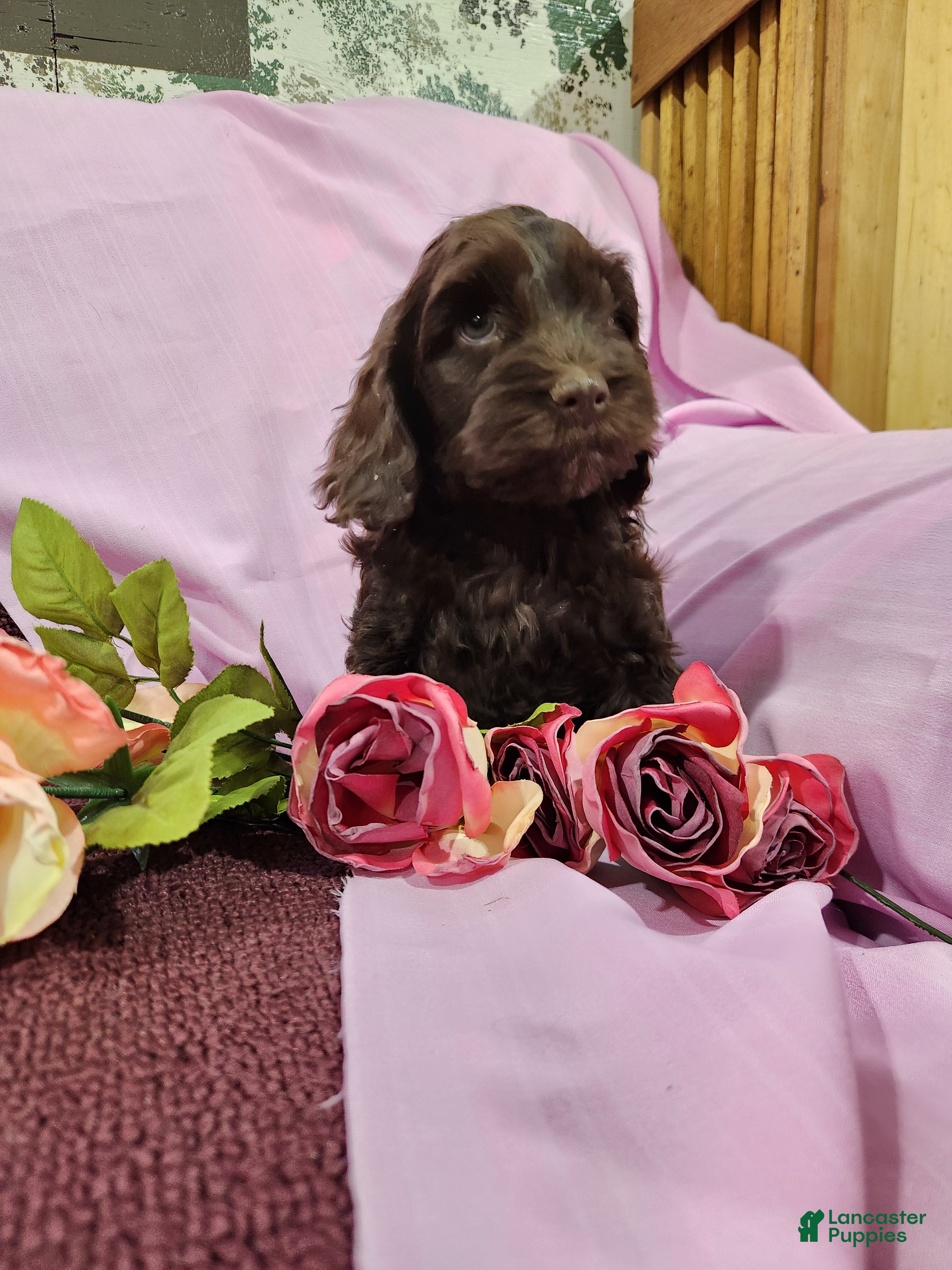 Mixed Breed dogs Logan - Ad 23