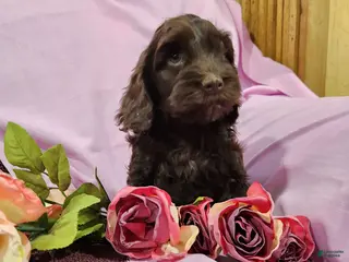 Mixed Breed dogs Logan - Ad 23