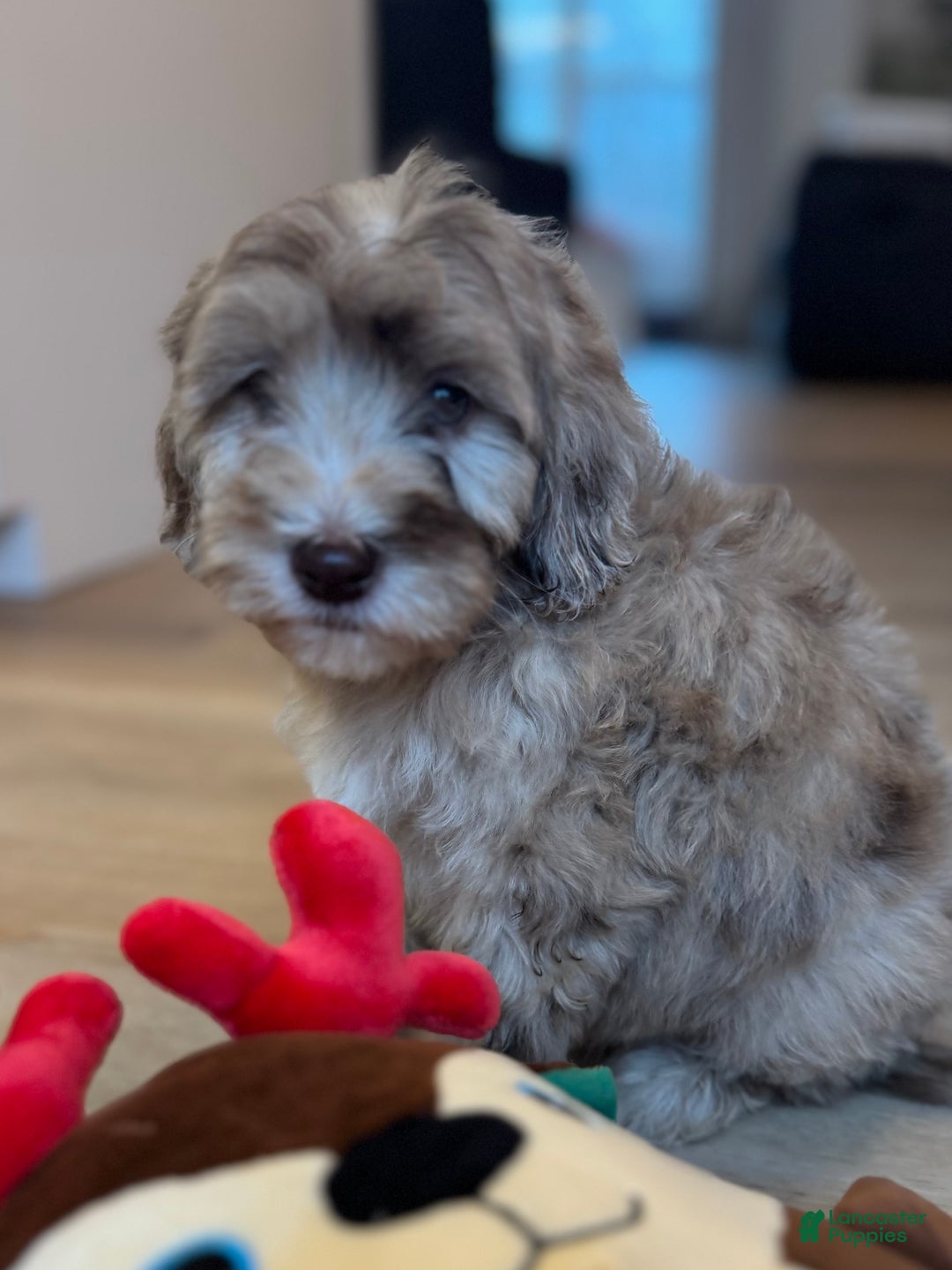 Mini Goldendoodle dogs for sale: Daisy - Ad 2