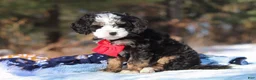 Mini Bernedoodle dogs for sale: Liam - Ad 2