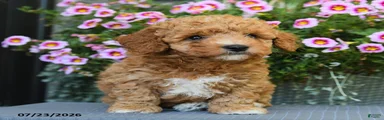 Cinnamon