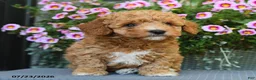 Miniature Poodle dogs for sale: Cinnamon - Ad 1