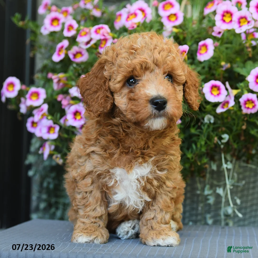 Miniature Poodle dogs for sale: Cinnamon - Ad 1