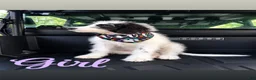 Mixed Breed dogs for sale: Mixed Breed 2 - Ad 5