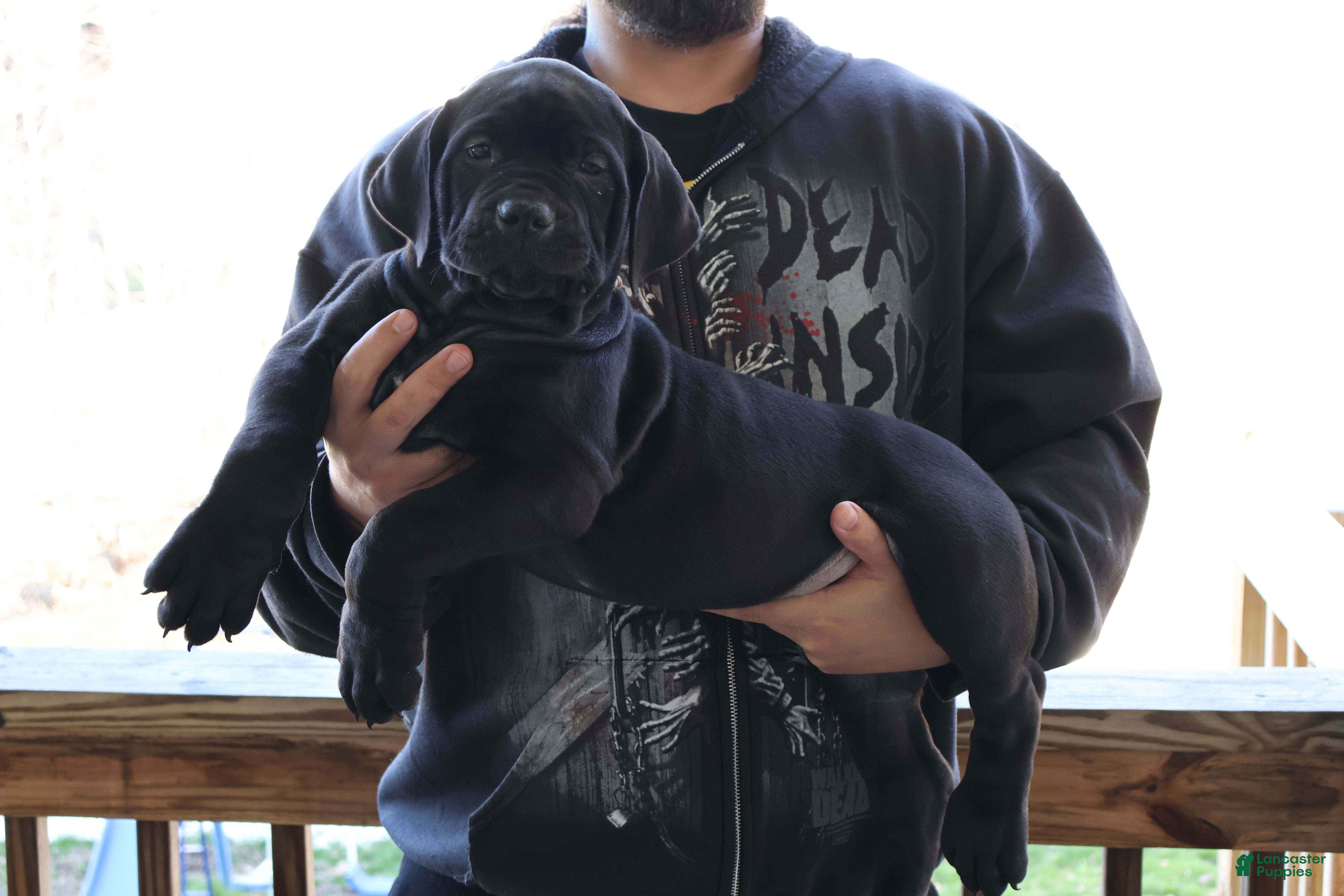 South African Boerboels dogs Beige  - Ad 1