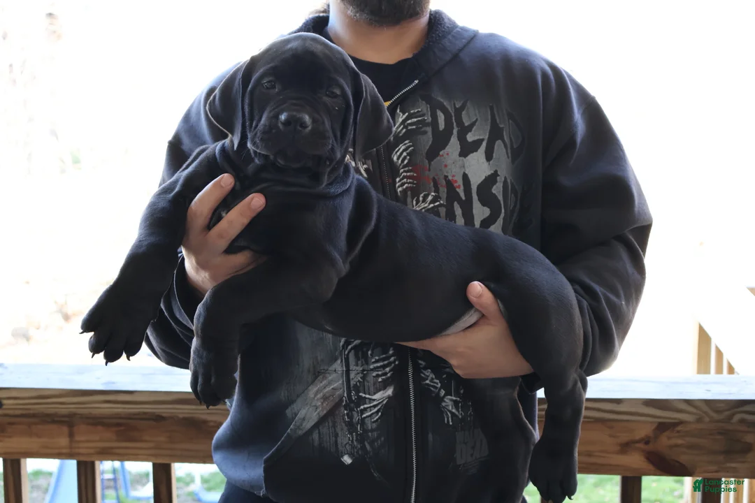 South African Boerboels dogs for sale: Beige  - Ad 1