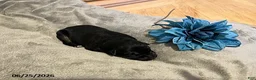 German Shepherd dogs for sale: Zeus - Ad 1