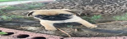 Pug dogs for sale: Pug 4 - Ad 3