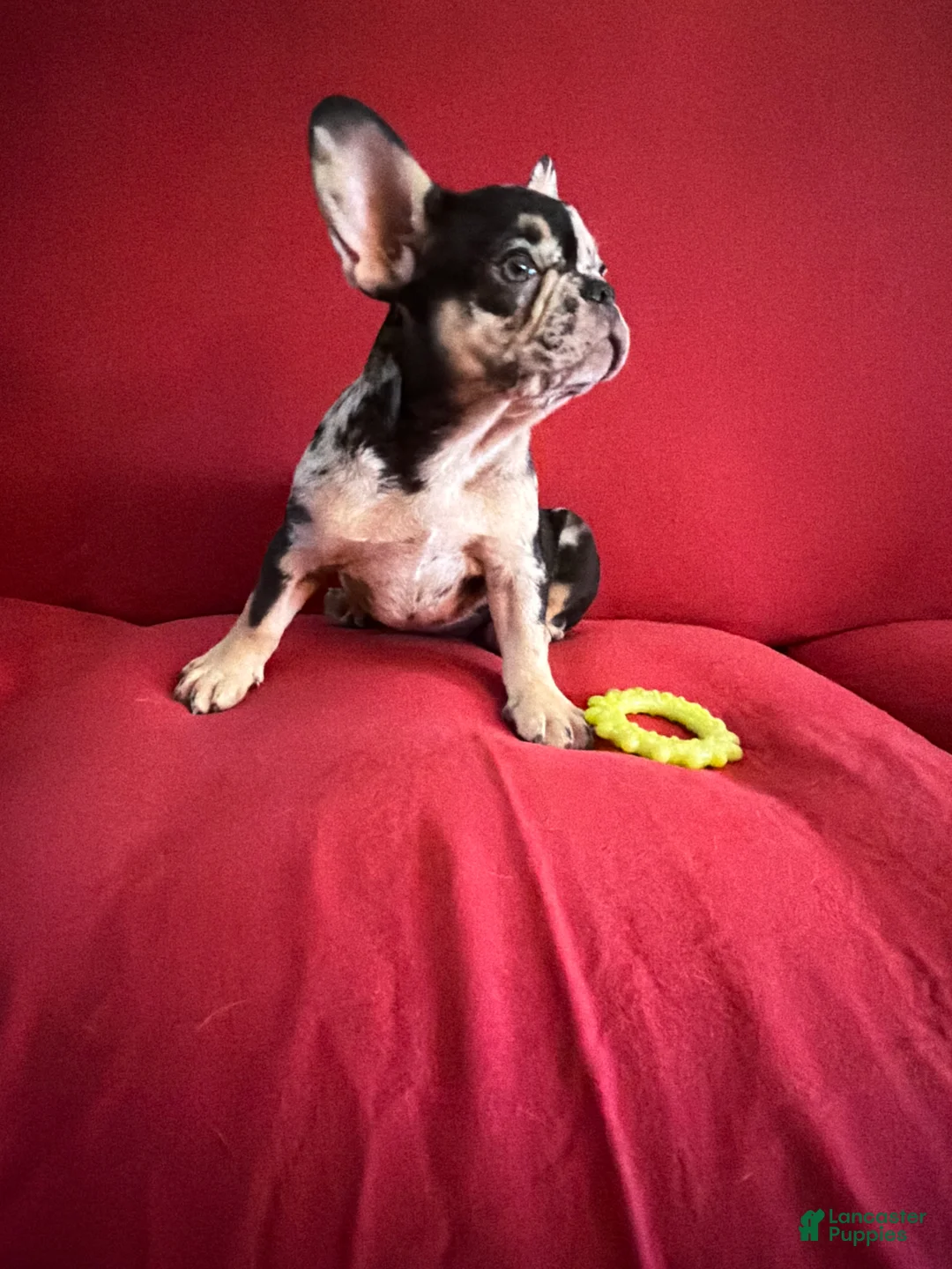 French Bulldog dogs for sale: French Bulldog Puppy 3 - Ad 3