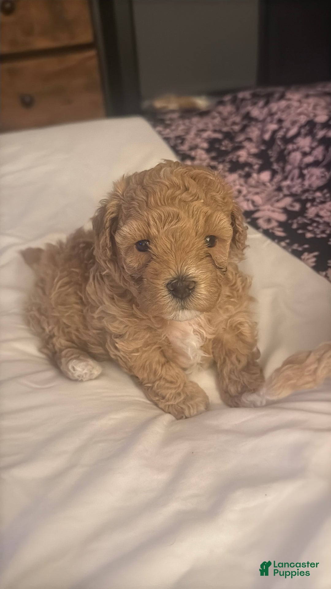 Maltipoo dogs for sale: Maltipoo Puppy 1 - Ad 5