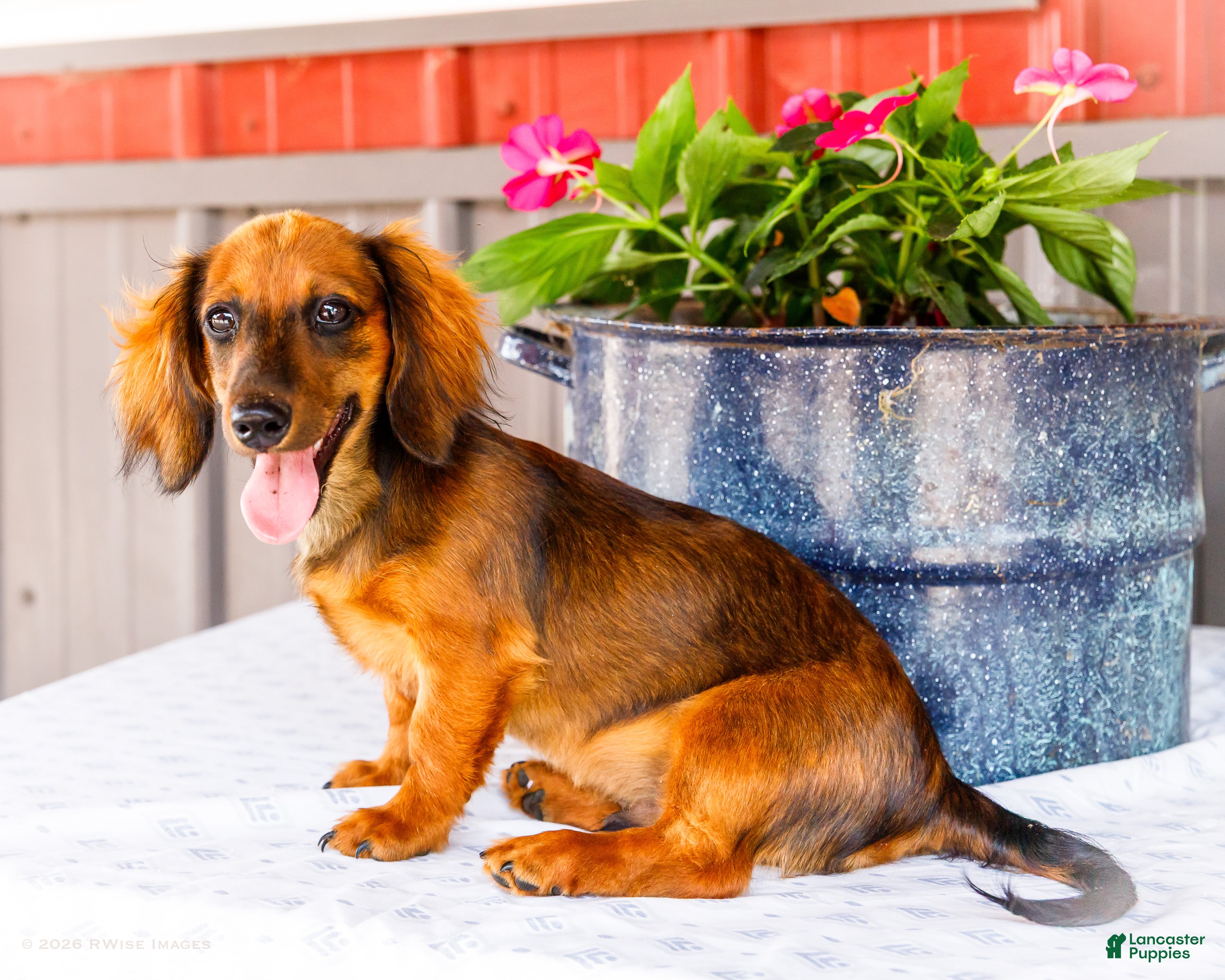 Miniature Dachshund dogs Bryce - Ad 2
