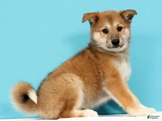 Mixed Breed dogs Jasper - Ad 1