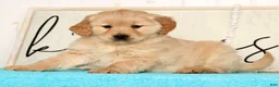 Golden Retriever dogs for sale: Rose - Ad 9