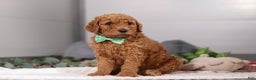 Standard Poodle dogs for sale: Hans - Ad 7