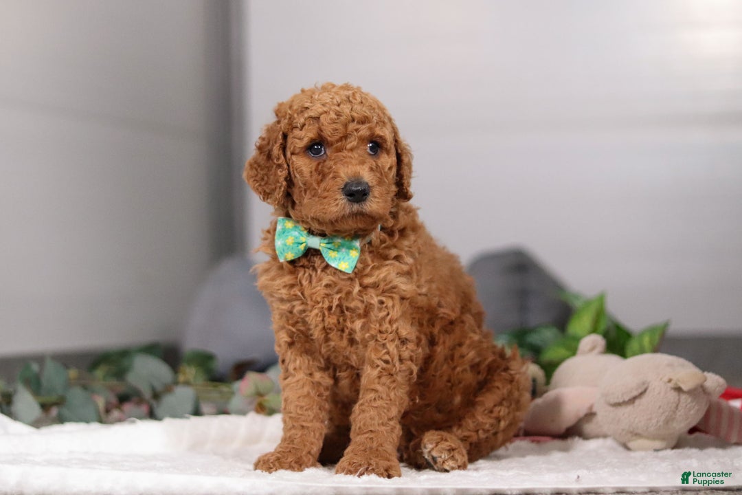 Standard Poodle dogs for sale: Hans - Ad 7