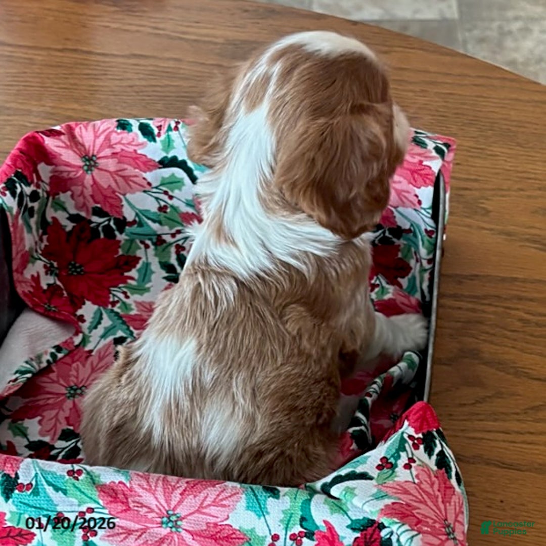 Cavalier King Charles Spaniel dogs for sale: Oregano - Ad 3