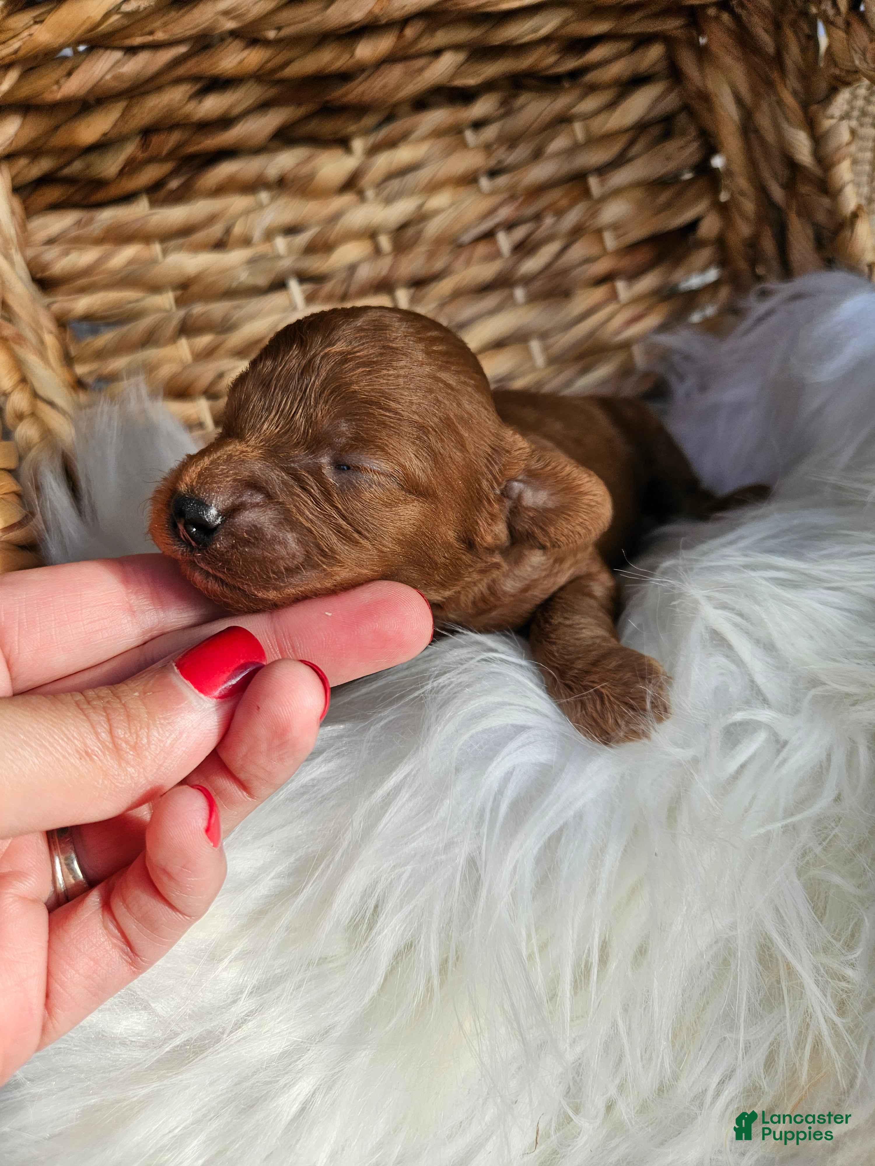 Cavapoo dogs Huck - Ad 28