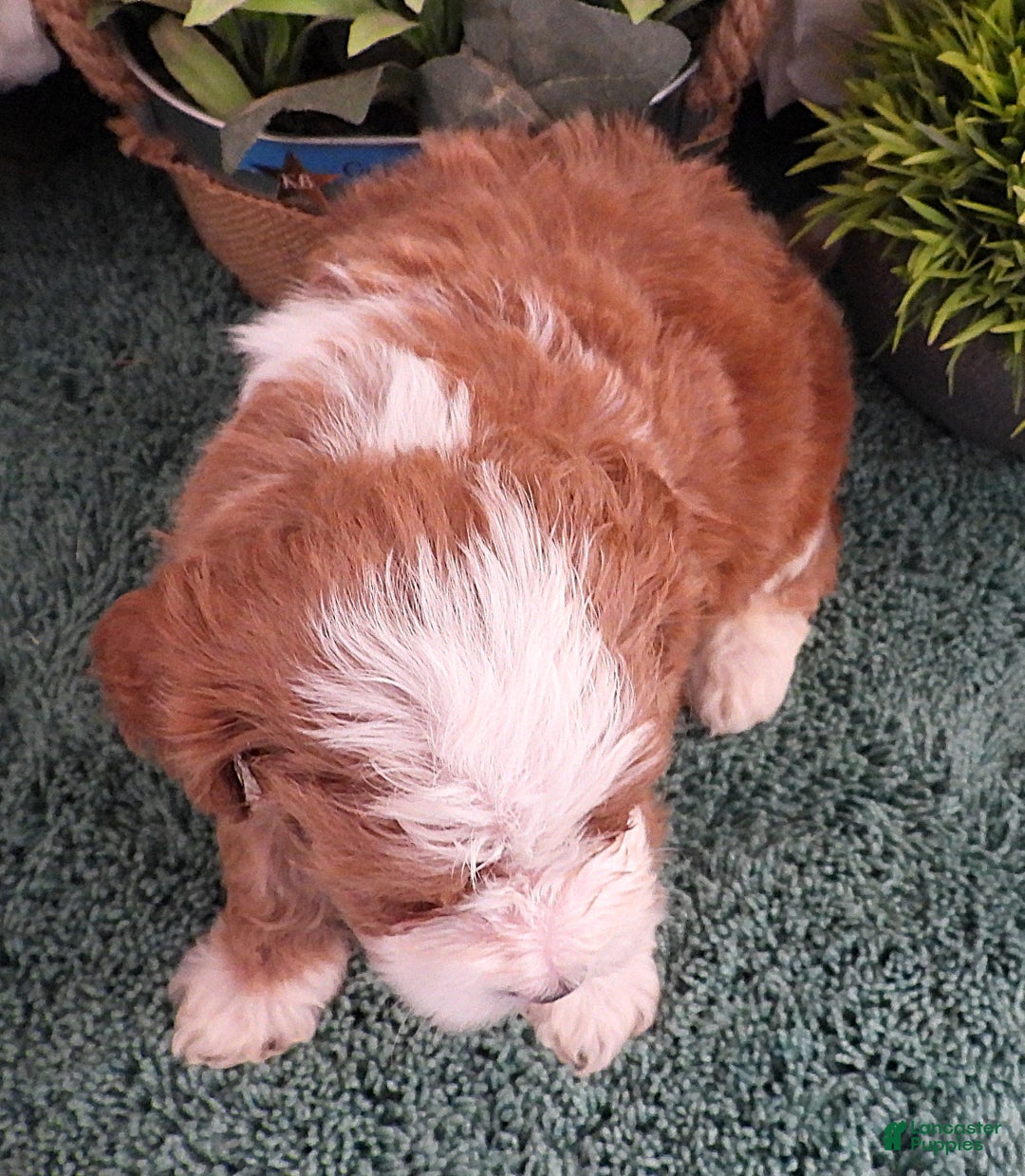 Cavapoo dogs for sale: Cavapoo Female #2 (Autumn's) - Ad 5