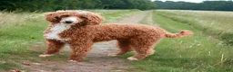 Miniature Labradoodle dogs for sale: Hally - Ad 4