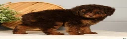 Toy Poodle dogs for sale: Saphire - Ad 5