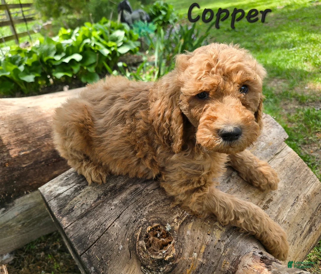 Goldendoodle dogs for sale: Goldendoodle Puppy 7 - Ad 1