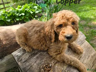 Goldendoodle dogs Goldendoodle Puppy 7 - Ad 39