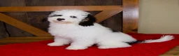 Mini Bernedoodle dogs for sale: Molly - Micro Mini Teddy Bear - Ad 4