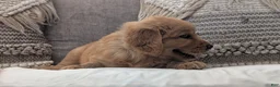 Golden Retriever dogs for sale: Chandler  - Ad 5