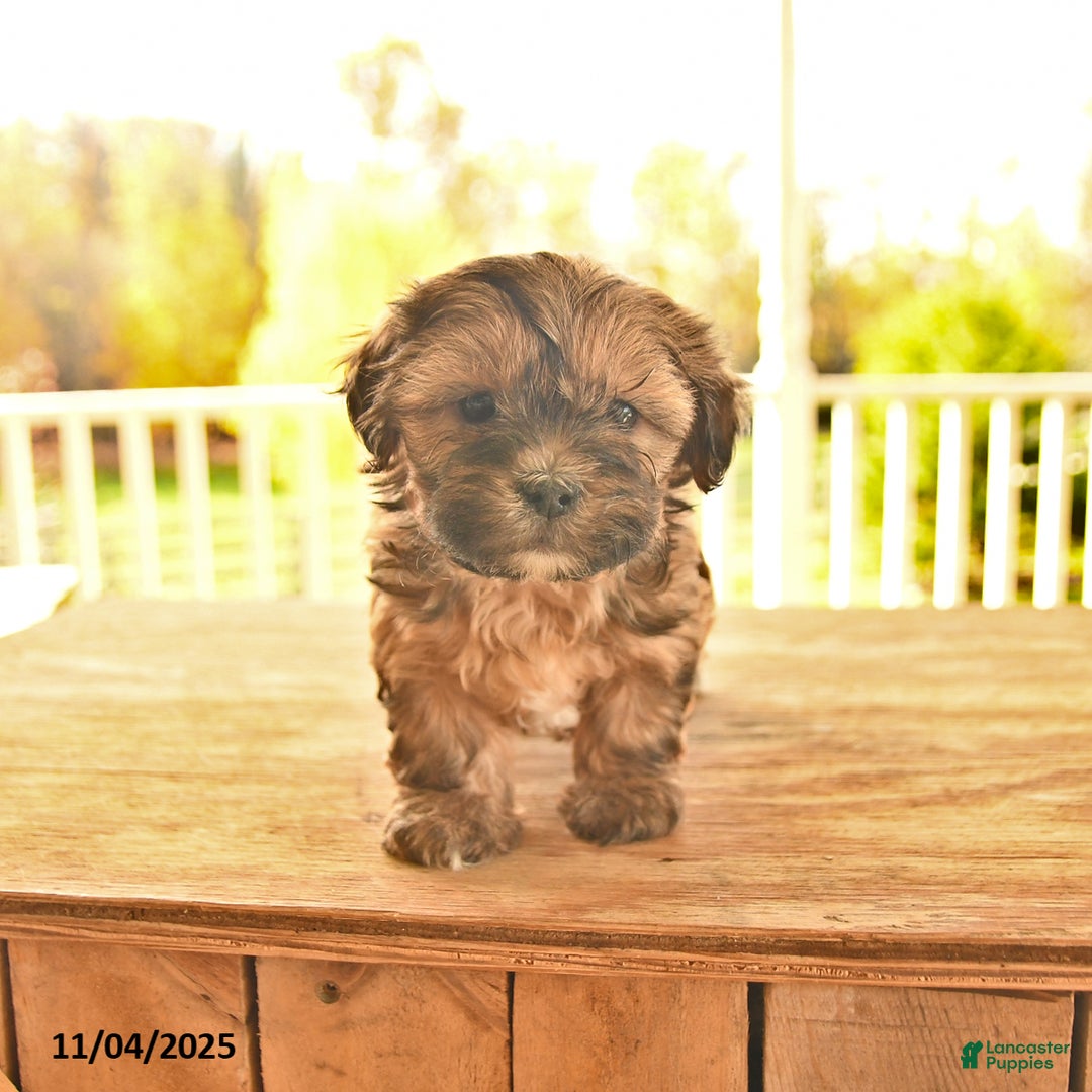 Shorkie dogs for sale: Moon  - Ad 6