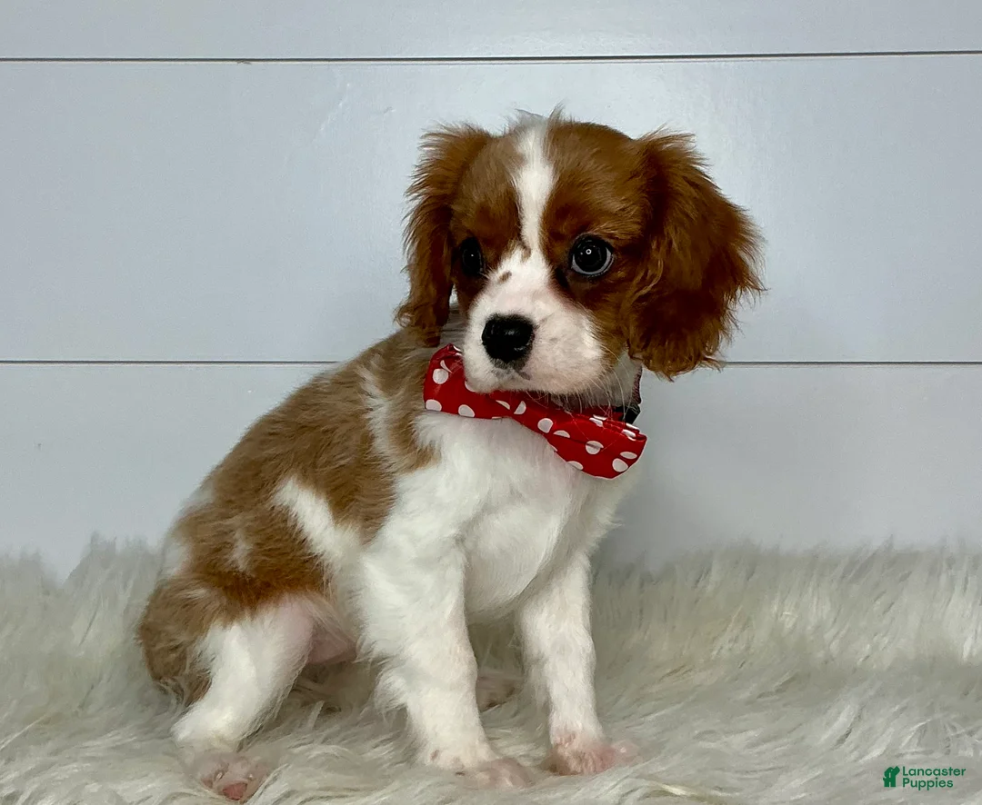 Cavalier King Charles Spaniel dogs for sale: Bella - Ad 3